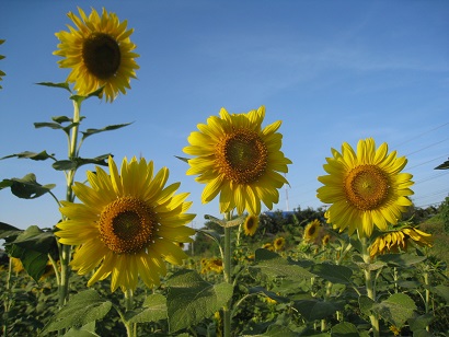 sunflower2